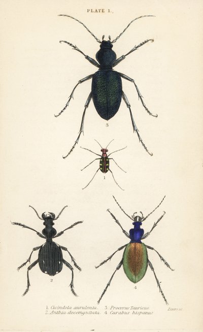 Escarabajo tigre de manchas azules o doradas, Cicindela aurulenta 1, escarabajo de tierra de dientes de sable, Anthia decemguttata 2, gran escarabajo de tierra violeta, Carabus scabrosus tauricus 3, y escarabajo de tierra, Carabus hispanus 4 de English School