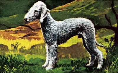 Bedlington azul de English School