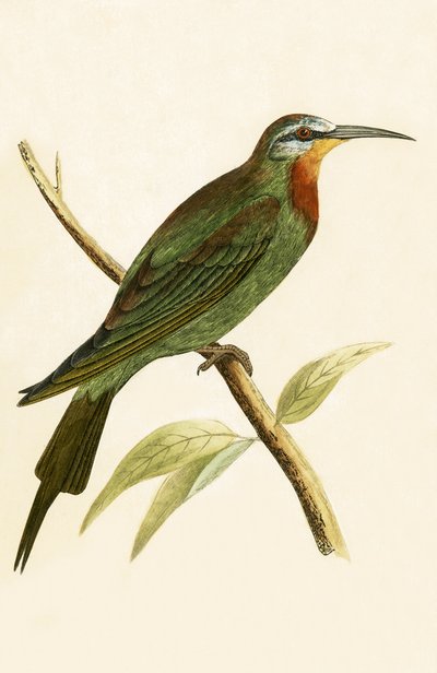 Abejaruco carmesí, ilustración de 