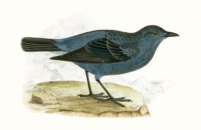Zorzal azul, ilustración de 