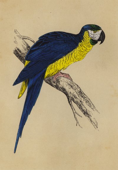 Guacamayo Azul y Amarillo de English School