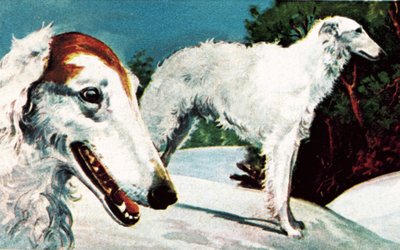 Borzoi de English School