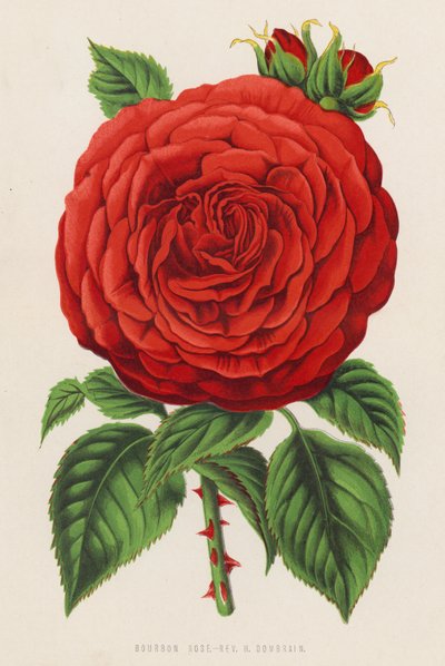 Bourbon Rose, Rev H Dombrain (litografia en color) de English School