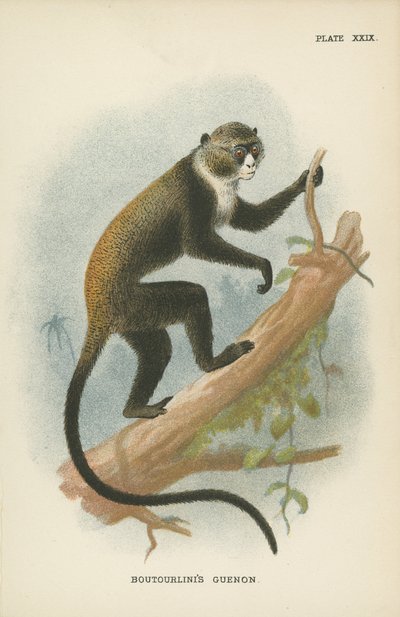 El guenon de Boutourlini de English School