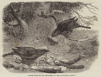 Aves de emparrado en la menagerie de la Sociedad Zoológica de English School