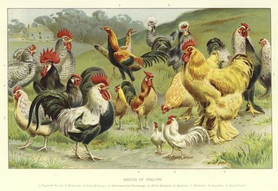 Razas de aves de corral de English School