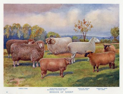 Razas de Ovejas de English School