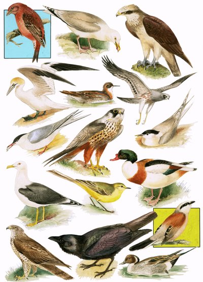 Aves británicas de English School