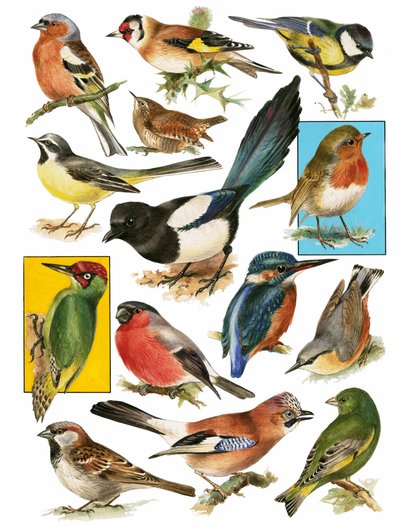Aves Británicas de English School