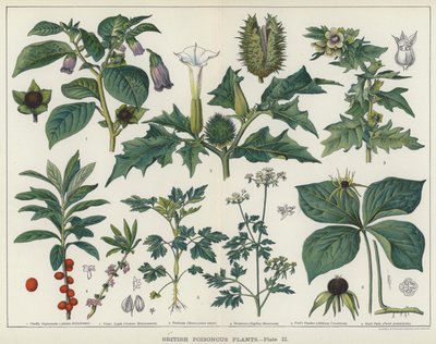 Plantas venenosas británicas (litografía en color) de English School