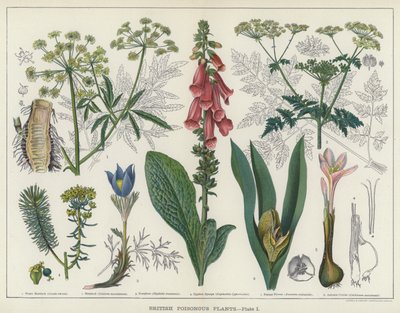 Plantas venenosas británicas (litografía en color) de English School