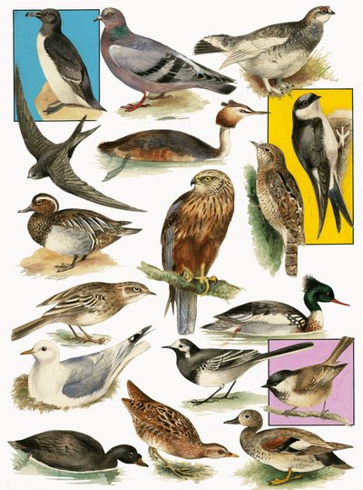Aves británicas de English School