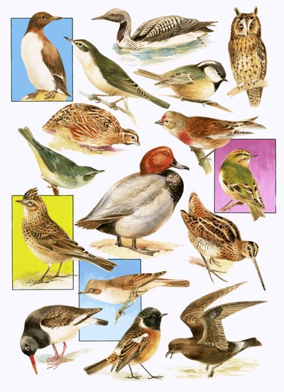 Aves británicas de English School