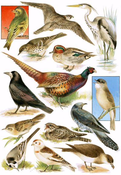 Aves británicas de English School