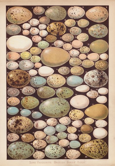 Huevos de pájaro británico (chromolitho) de English School