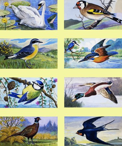 Montaje de aves británicas de English School