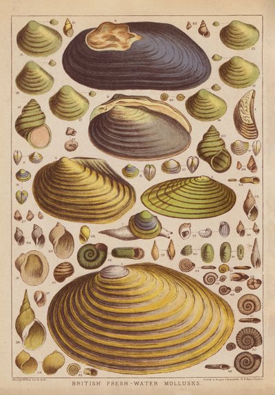 Moluscos británicos de agua dulce (grabado coloreado) de English School