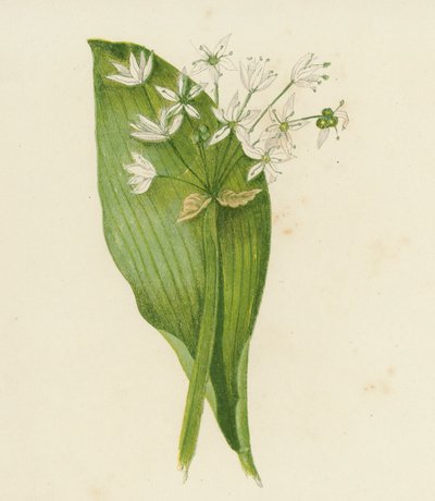 Broad-Leaved Garlic; or, Ransoms, Allium Ursinum (litografía en color) de English School