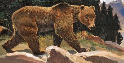 Oso Pardo (Oso Kodiak) de English School