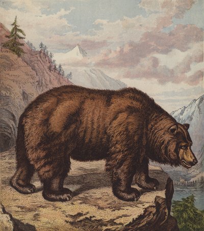Oso pardo de English School