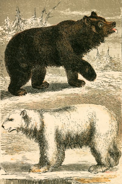 Oso pardo y oso polar de English School
