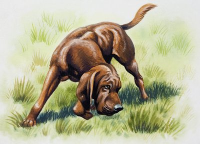 Perro marrón de English School