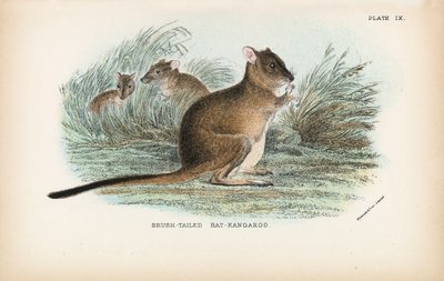 Rata-canguro de cola de cepillo de English School