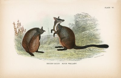Wallaby de Cola Cepillada de English School