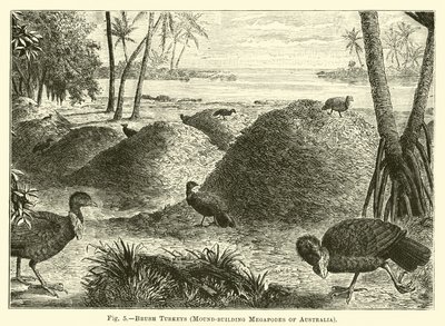 Pavos de matorral, megapodos constructores de montículos de Australia de English School