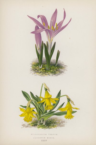 Bulbocodium Vernum; Narcissus Minor (litografía en color) de English School