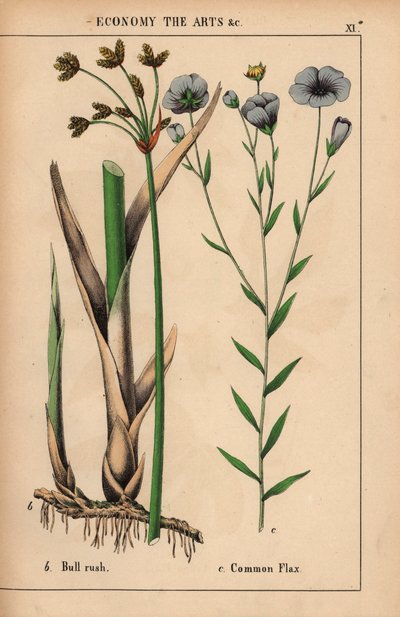 Bull rush o junco Cyperus y planta de lino común con flores azules Linum usitatissimum.  , de "The Instructive Picturebook, or Lessons from the Vegetable World", [Charlotte Mary Yonge], Edimburgo de English School