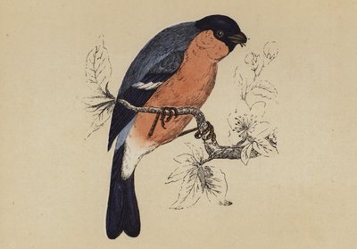 Camachuelo de English School