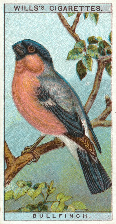 Camachuelo común de English School