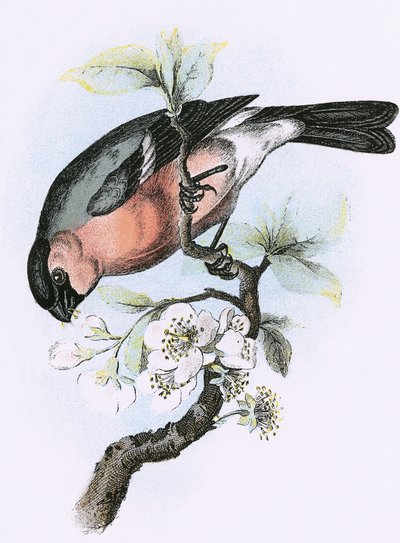 Camachuelo de English School
