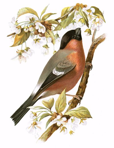 Camachuelo de English School