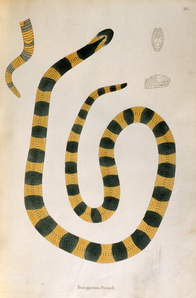 Serpiente Bungarum Pamah de Un Informe sobre las Serpientes de la India recogidas de la Costa de Coromandel por Patrick Russell, Londres, 1796 de English School