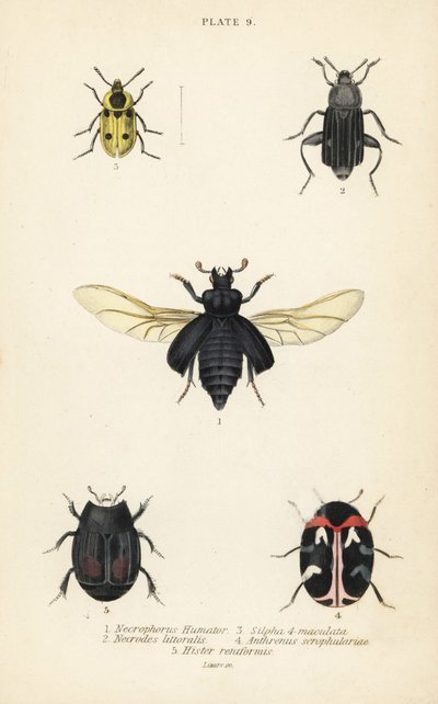 Escarabajo enterrador, Nicrophorus humator 1, escarabajos carroñeros, Necrodes littoralis 2, Dendroxena quadrimaculata 3, escarabajo de alfombra, Anthrenus scrophulariae 4, y Hister quadrimaculatus var de English School