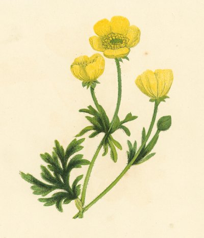 Botón de oro, Ranunculus Bulbosus de English School