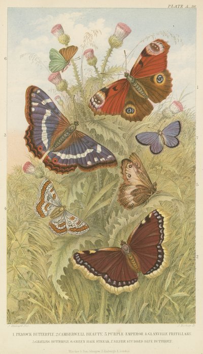 Mariposas de English School