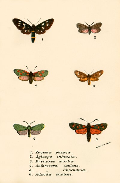 Mariposas de English School