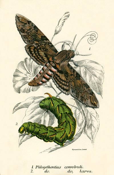 Mariposas de English School