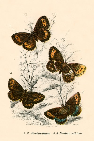 Mariposas de English School