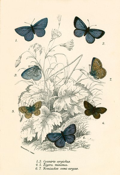 Mariposas de English School