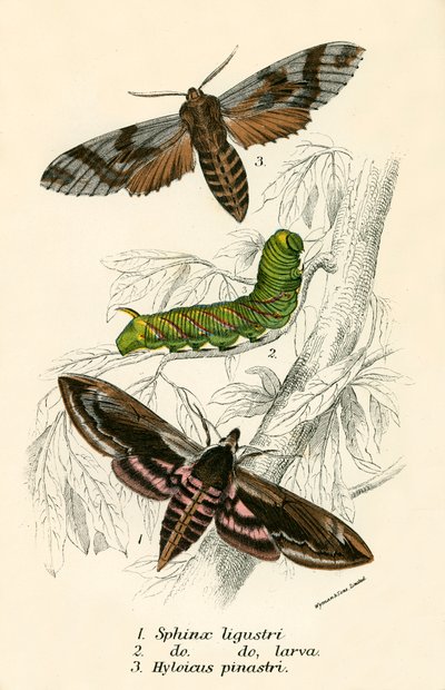 Mariposas de English School