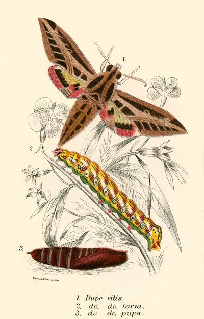 Mariposas de English School