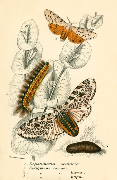 Mariposas de English School