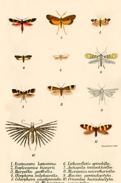 Mariposas de English School