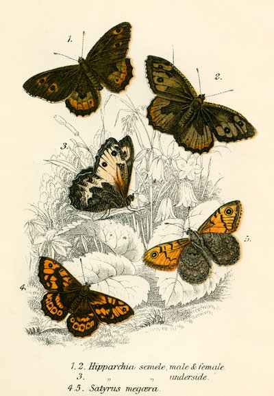 Mariposas de English School