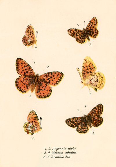 Mariposas de English School