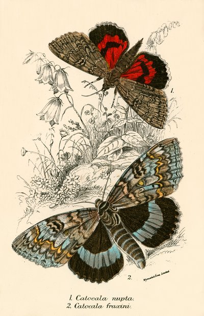 Mariposas de English School